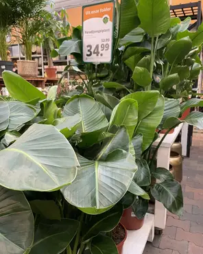 Ontdek onze kamerplantenafdeling!