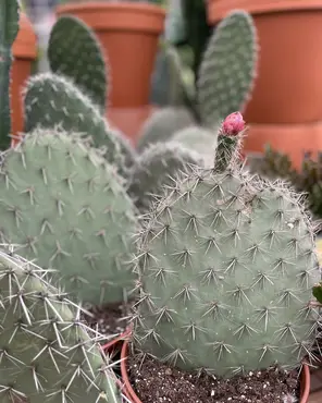 Ontdek onze kamerplantenafdeling!