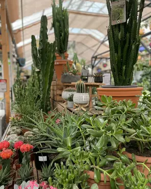 Ontdek onze kamerplantenafdeling!