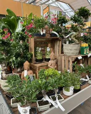 Ontdek onze kamerplantenafdeling!