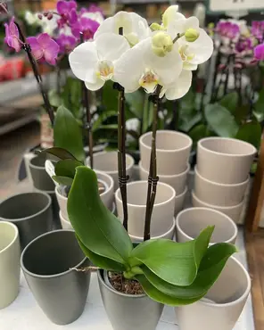 Ontdek onze kamerplantenafdeling!