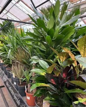 Ontdek onze kamerplantenafdeling!