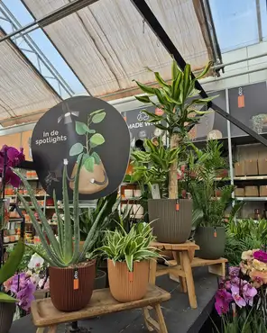 Ontdek onze kamerplantenafdeling!