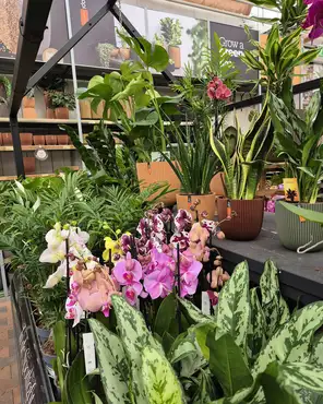 Ontdek onze kamerplantenafdeling!