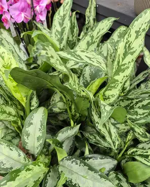 Ontdek onze kamerplantenafdeling!