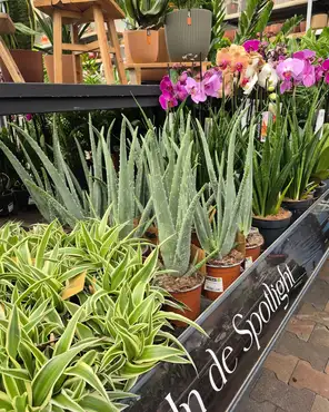 Ontdek onze kamerplantenafdeling!