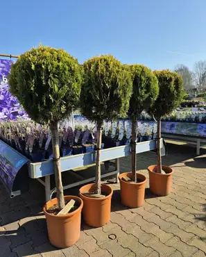 Ontdek onze tuinplantenafdeling!