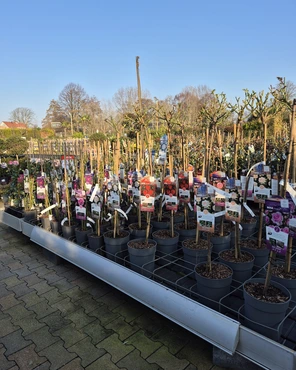 Ontdek onze tuinplantenafdeling!