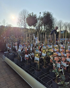 Ontdek onze tuinplantenafdeling!