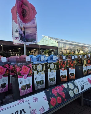 Ontdek onze tuinplantenafdeling!