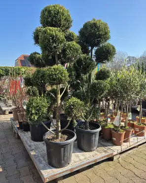 Ontdek onze tuinplantenafdeling!