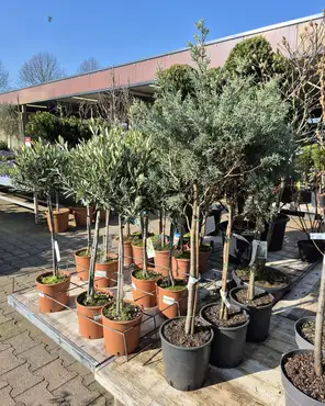 Ontdek onze tuinplantenafdeling!