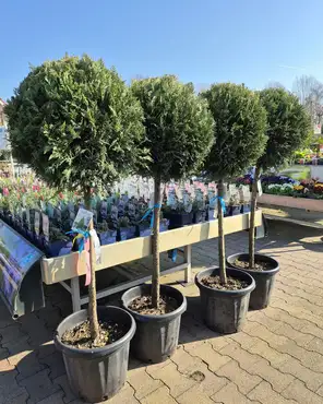 Ontdek onze tuinplantenafdeling!