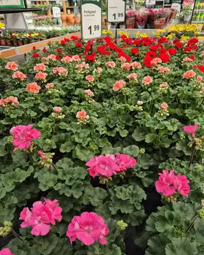 Ontdek onze tuinplantenafdeling!