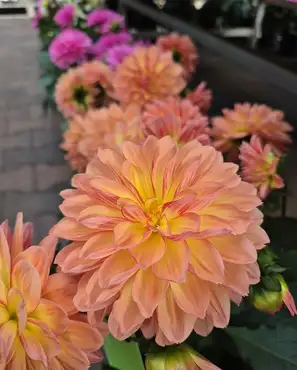 Ontdek onze tuinplantenafdeling!