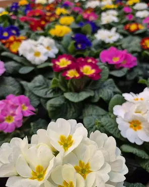 Ontdek onze tuinplantenafdeling!