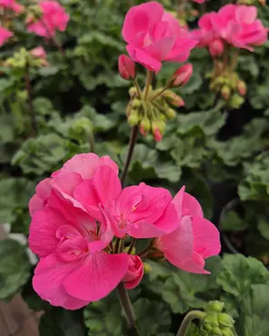 Ontdek onze tuinplantenafdeling!