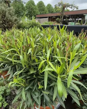 Ontdek onze tuinplantenafdeling!