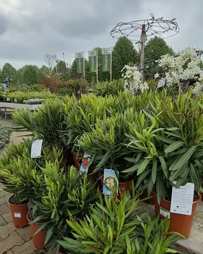 Ontdek onze tuinplantenafdeling!