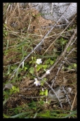 Oxalidaceae