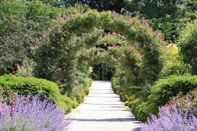 Klimplanten Groenrijk De Wilskracht Groenrijk De Wilskracht