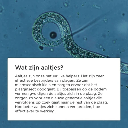 Aaltjes tegen mieren 25mln/25 nesten - afbeelding 5