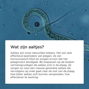 Aaltjes tegen mieren 50mln/50 nesten - afbeelding 5