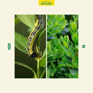 Aaltjes tegen rubsen larven buxusmot 20m2 - afbeelding 4