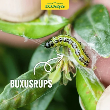 Aaltjes tegen rubsen larven buxusmot 20m2 - afbeelding 3