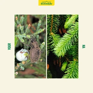Aaltjes tegen taxus- snuitkever 100m2 - afbeelding 4
