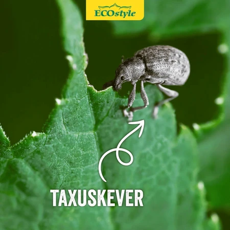 Aaltjes tegen taxus- snuitkever 100m2 - afbeelding 3