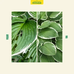 Aaltjes tegen slakken 12mln/40m2 - afbeelding 4