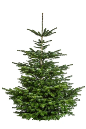 Abies nordmanniana gezaagd 125 tot 150cm