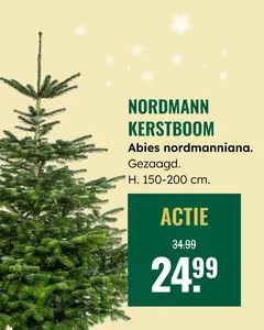 Abies nordmanniana gezaagd 150-200cm