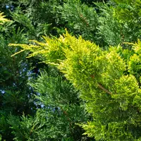 Bomen, heesters & coniferen