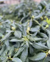 Bomen, heesters en coniferen