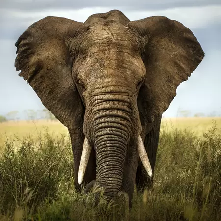 Buitencanvas h58b58cm olifant