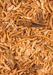 Deli nature Chix Insectenmix (180g) - afbeelding 2