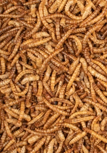 Deli nature Chix Meelwormen (200g) - afbeelding 2