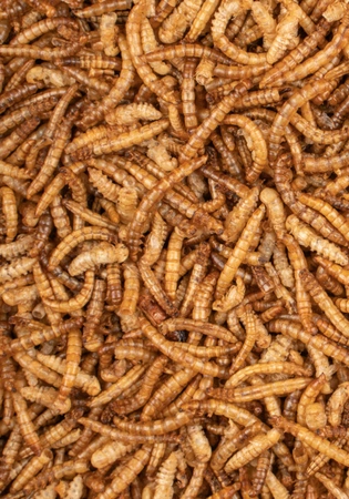 Deli nature Chix Meelwormen (500g) - afbeelding 2