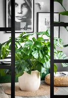 Kamerplanten