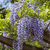 Klimplanten