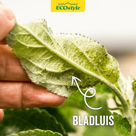 Larven lieveheersbeestje t/bladluis 50st - afbeelding 3