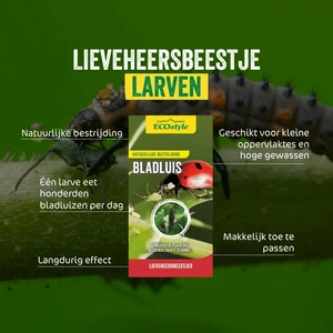 Larven lieveheersbeestje t/bldluis 250st - afbeelding 2