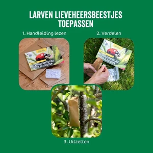 Larven lieveheersbeestje t/bldluis 250st - afbeelding 5