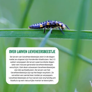 Larven lieveheersbeestje t/bldluis 250st - afbeelding 6