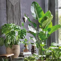 Luchtzuiverende kamerplanten