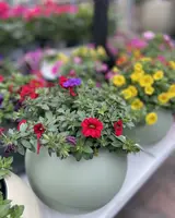 Perkplanten en kuipplanten