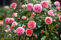 Rozen