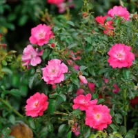 Rozen en klimplanten